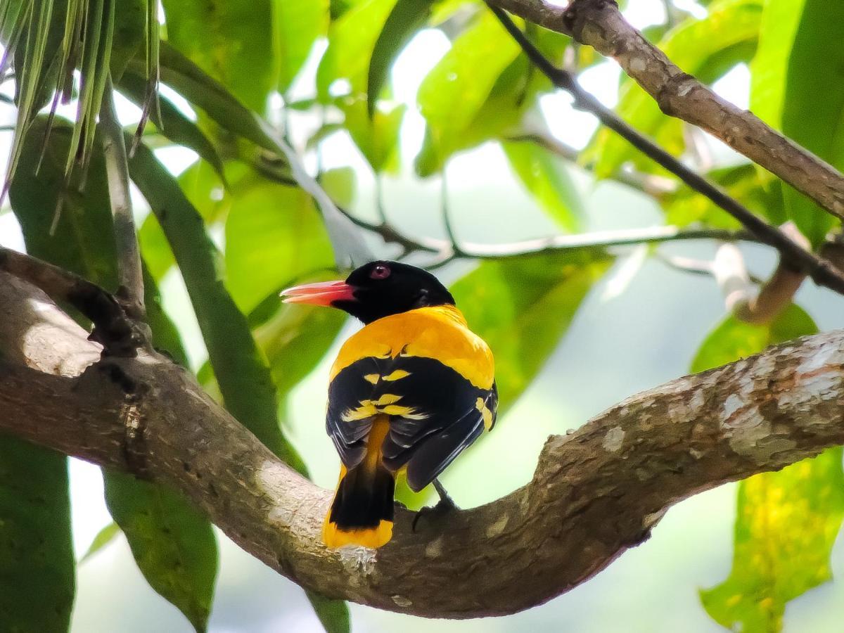 Birds Paradise Cabanas Unawatuna Esterno foto