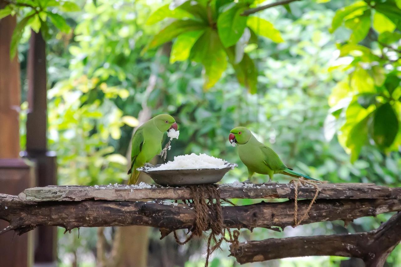 Birds Paradise Cabanas Unawatuna Esterno foto