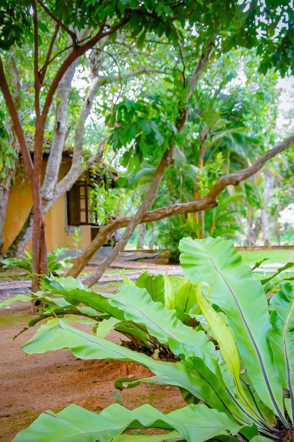 Birds Paradise Cabanas Unawatuna Esterno foto