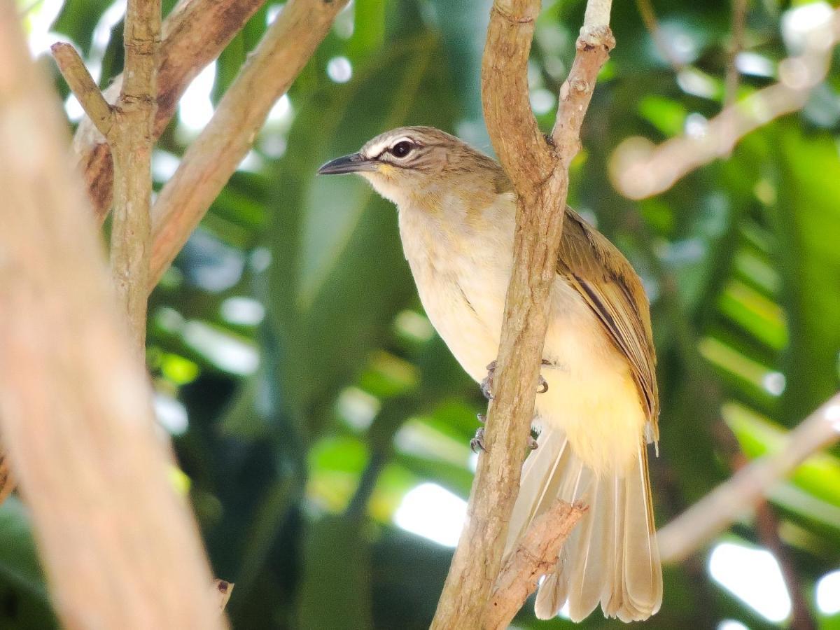 Birds Paradise Cabanas Unawatuna Esterno foto